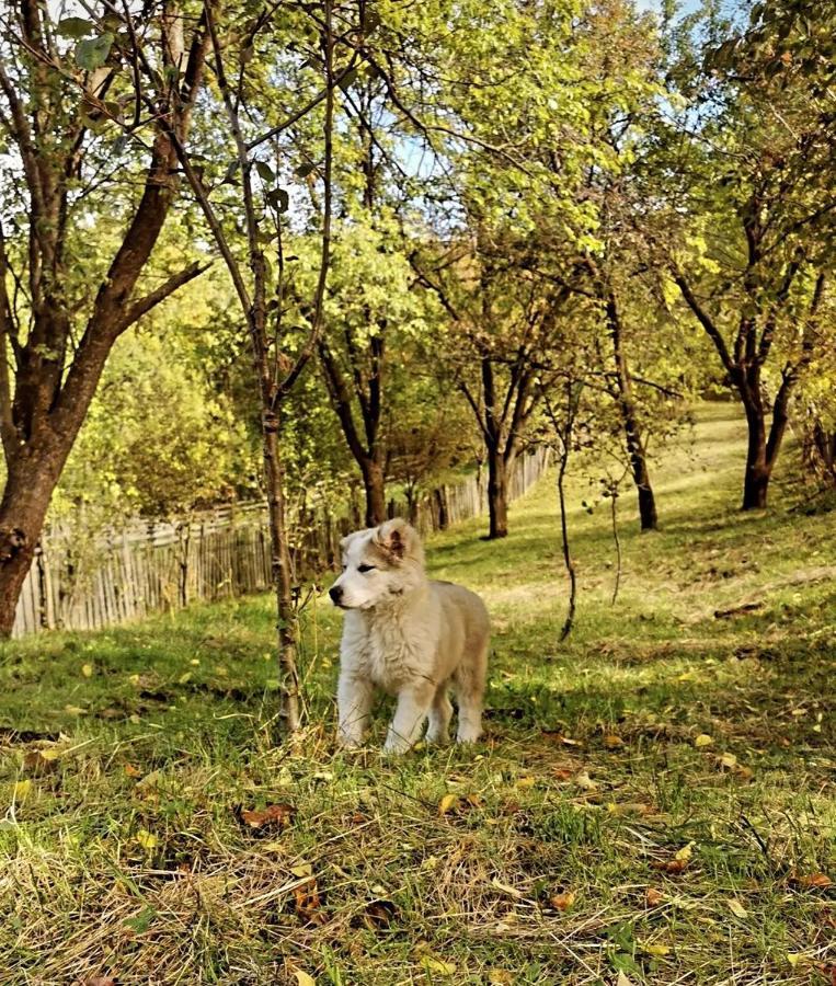Doftana Apartaments Teşila エクステリア 写真